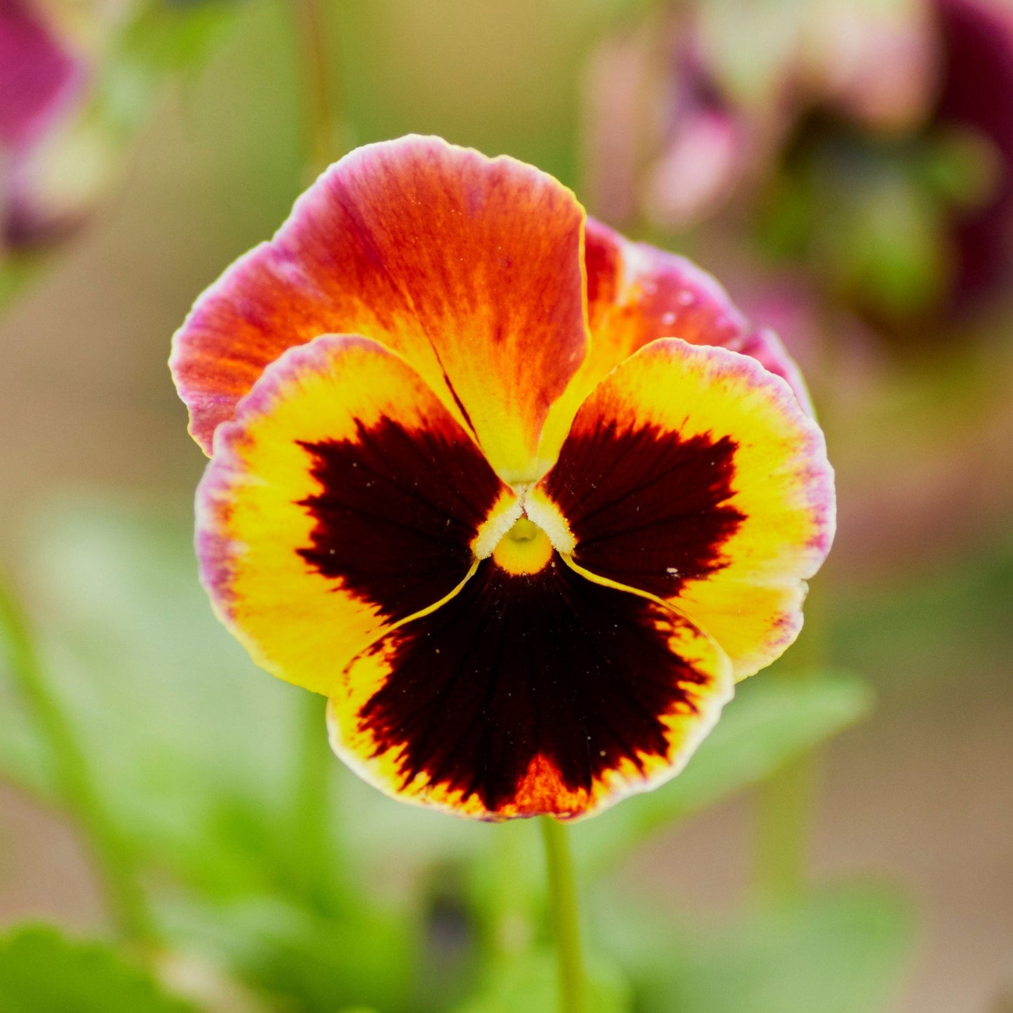 mixed pansy