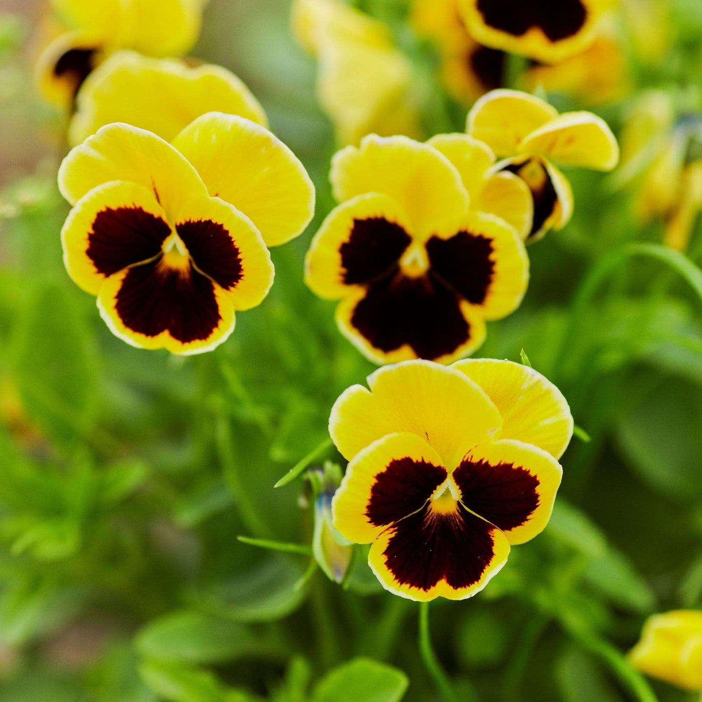 rhinegold pansy