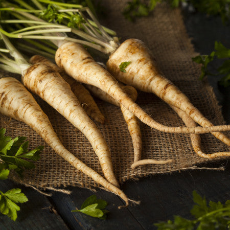 Hamburg Rooted Parsley 