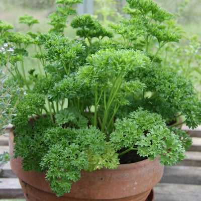 Paramount Parsley