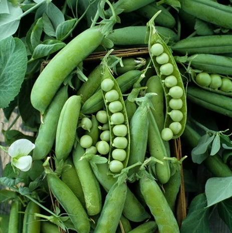 alaska pea