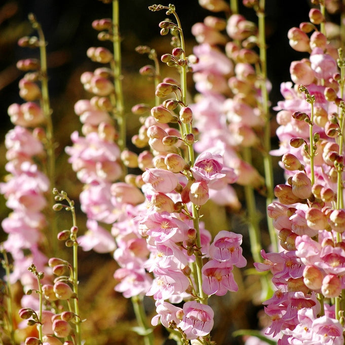 palmer penstemon