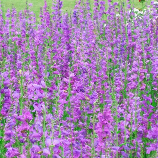 rocky mountain penstemon