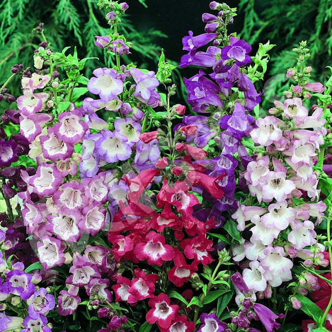 sensation mix penstemon