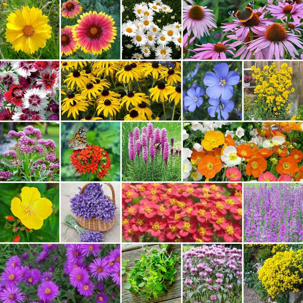EARTH SCIENCE 2 lbs. Pollinator All-In-One Wildflower Mix with