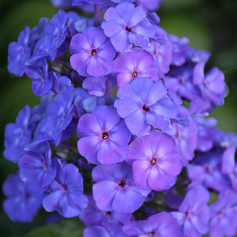 beauty blue phlox