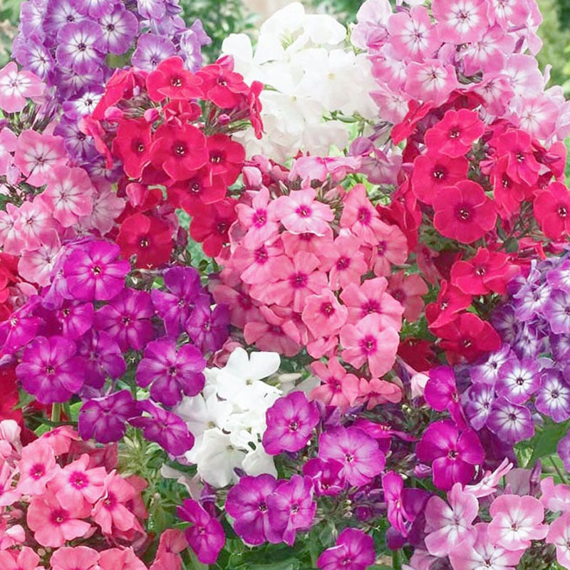 annual phlox dwarf mixed