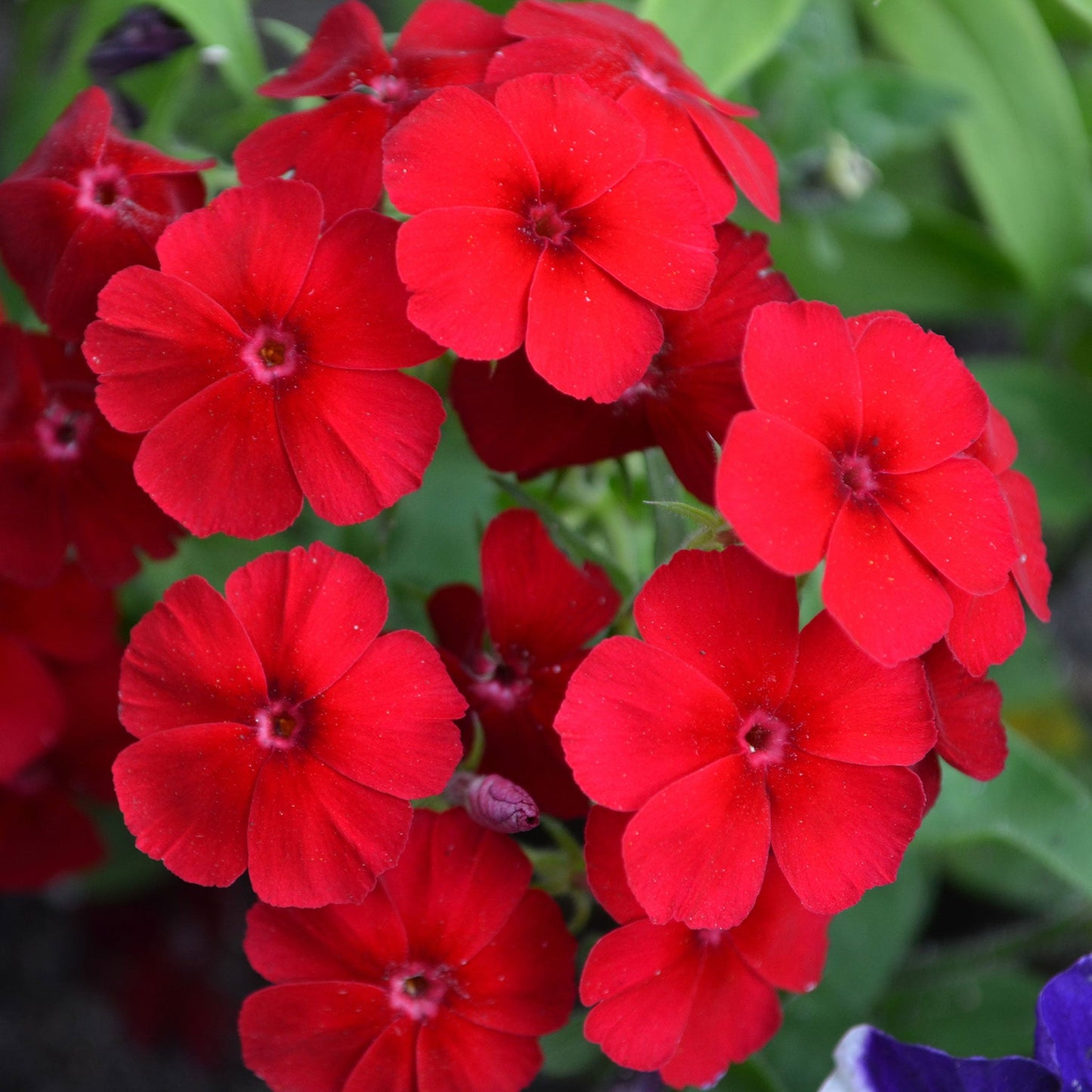 red annual phlox 