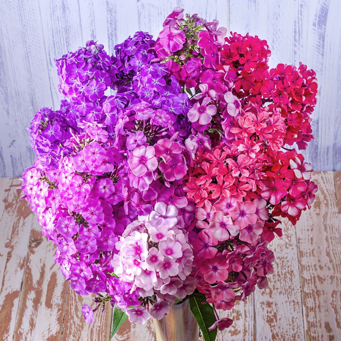 mixed annual phlox