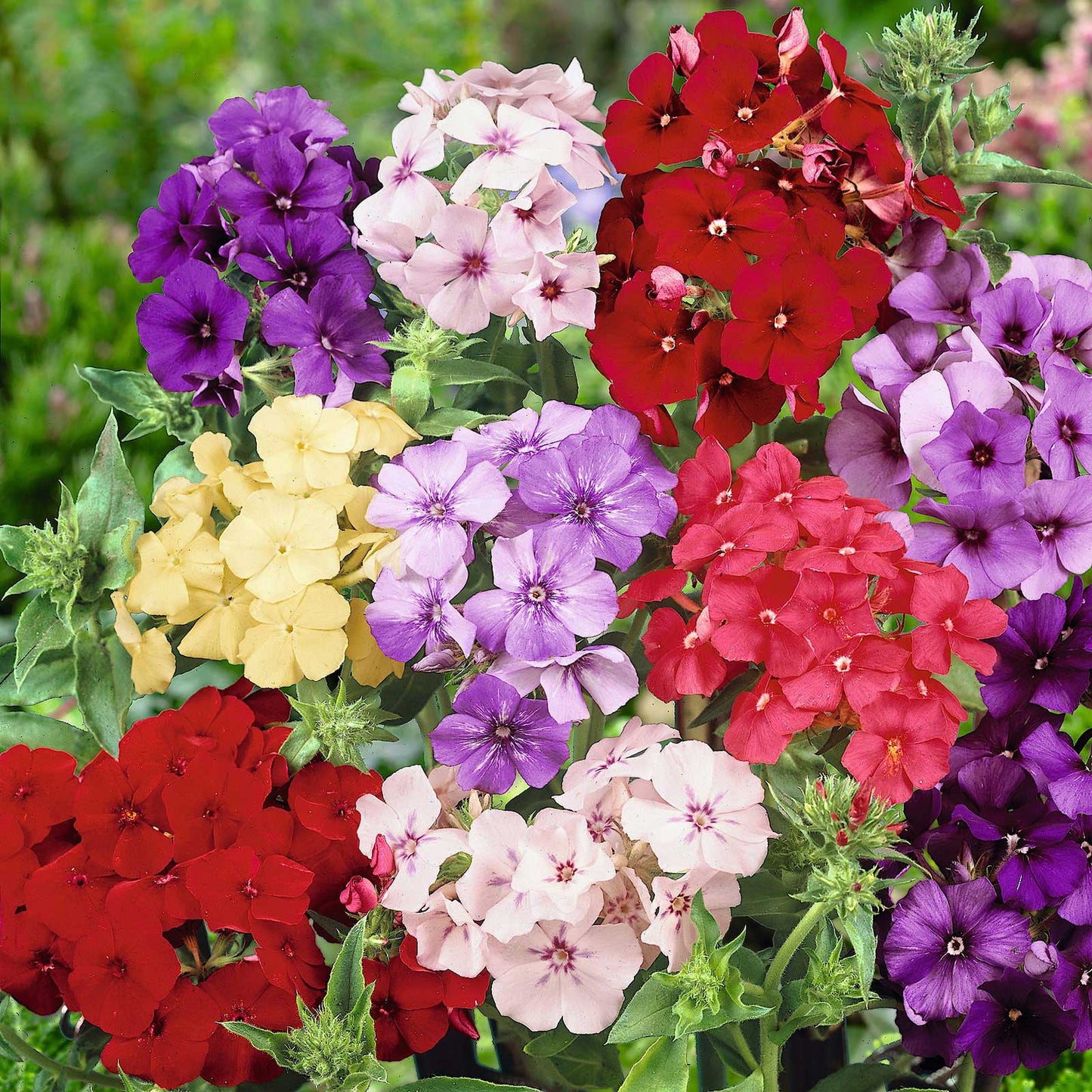 mixed annual phlox