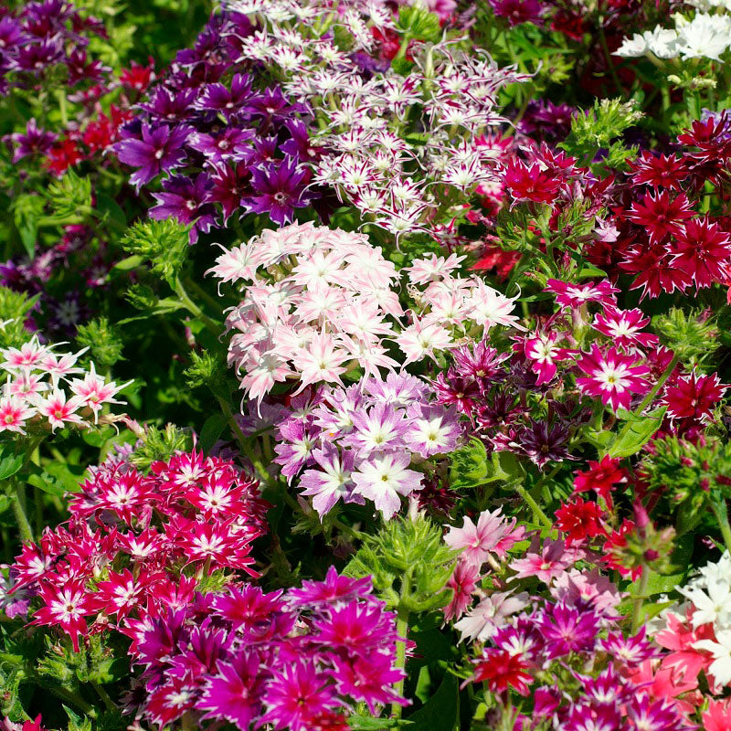 twinkle mix phlox 