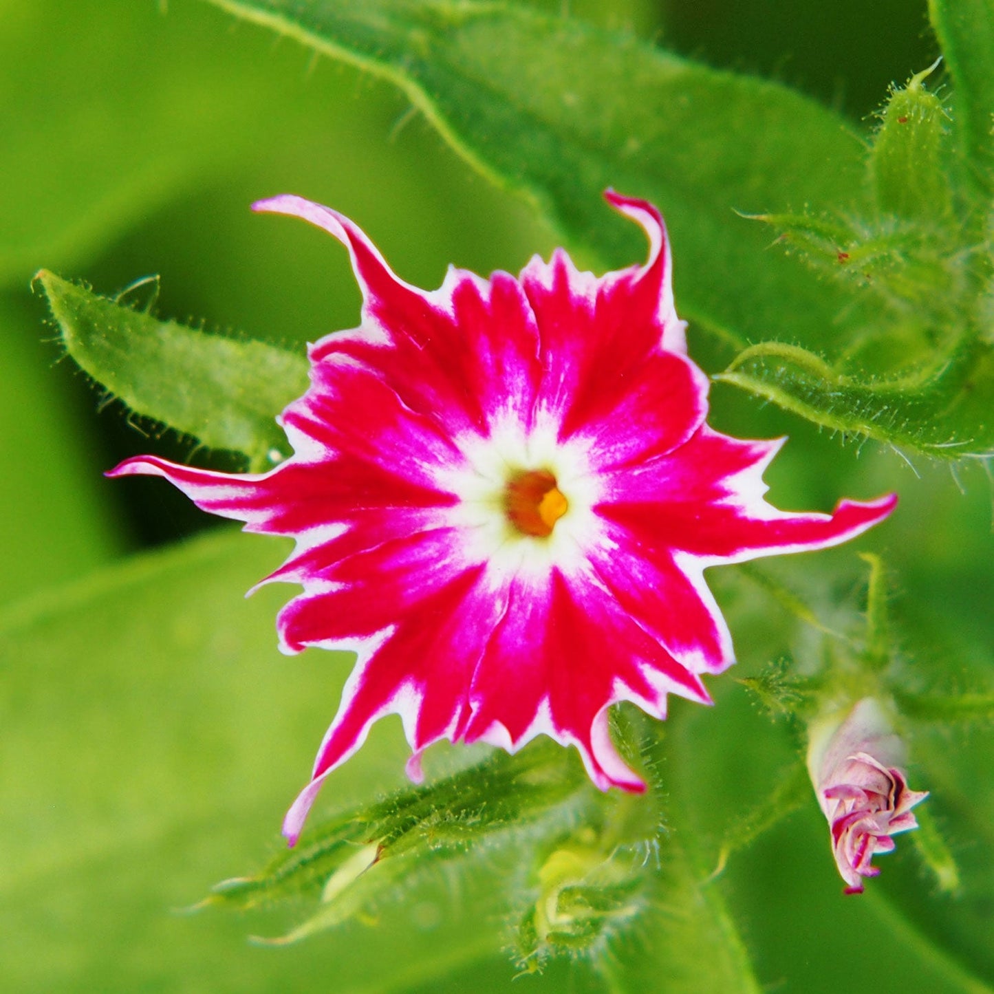 twinkle mix phlox