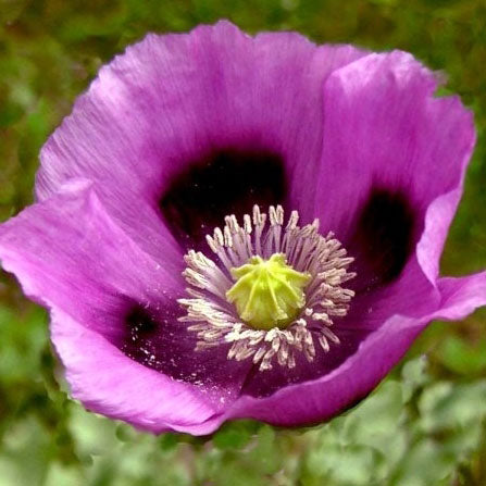 hungarian poppy