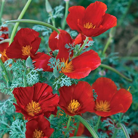 Red Chief Poppy