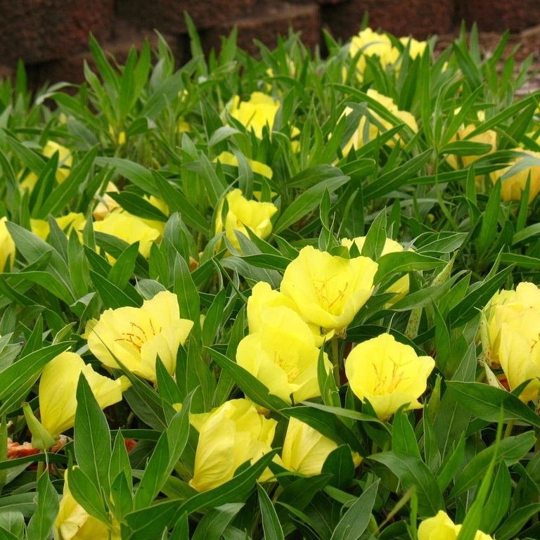 missouri primrose