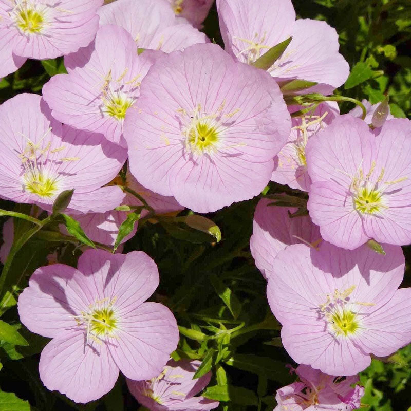 showy evening primrose