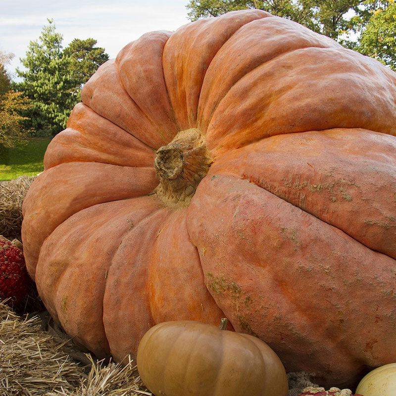 pumpkin atlantic giant