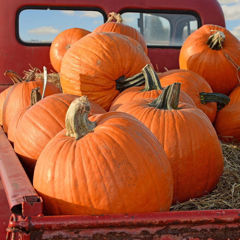 pumpkin big max