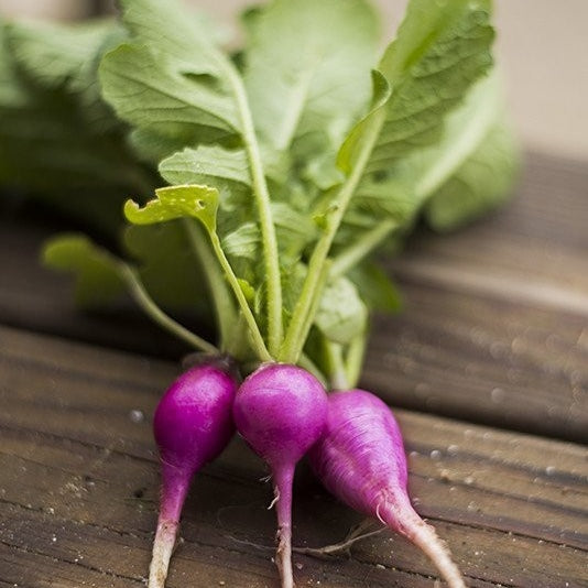 purple plum radish