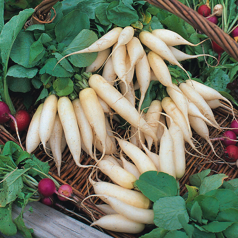 radish white icicle