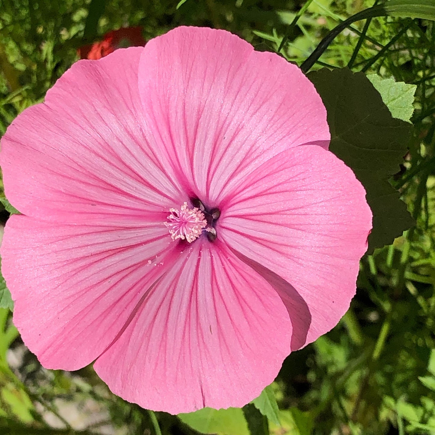 rose mallow tanagra