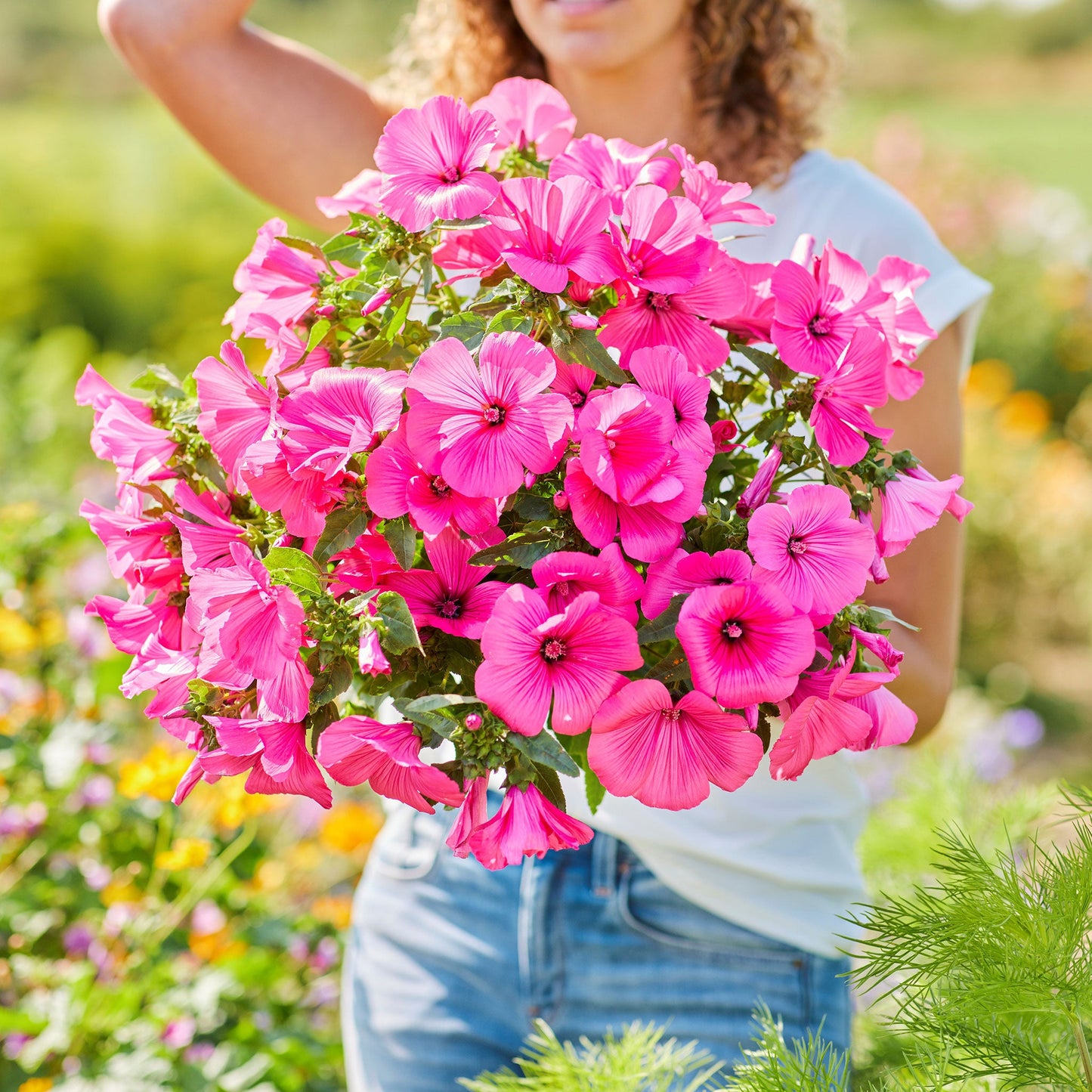 rose mallow tanagra