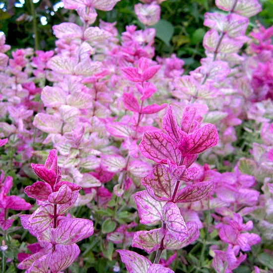 clary sage pink sundae