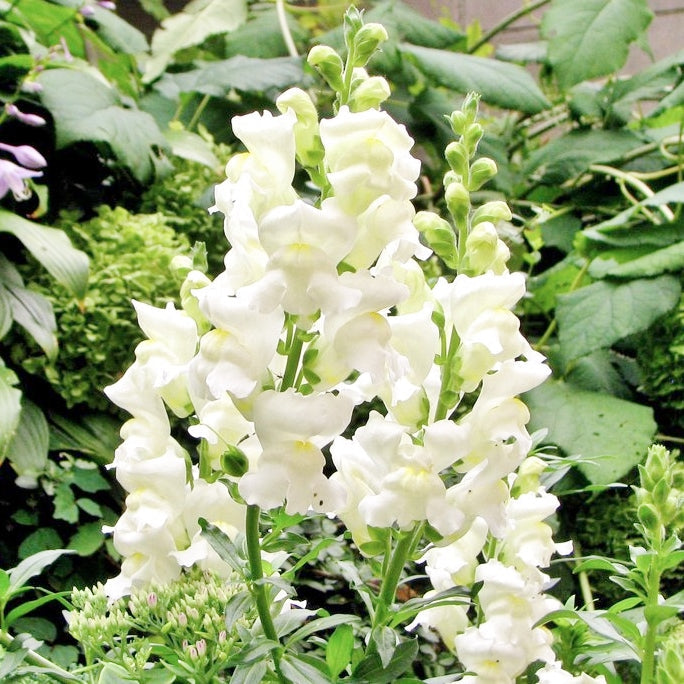 snowflake snapdragon