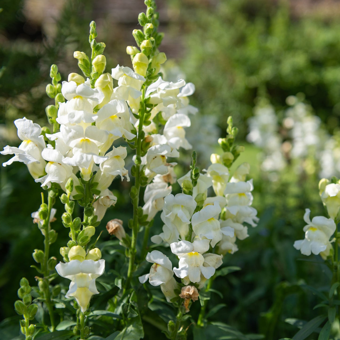 snowflake snapdragon