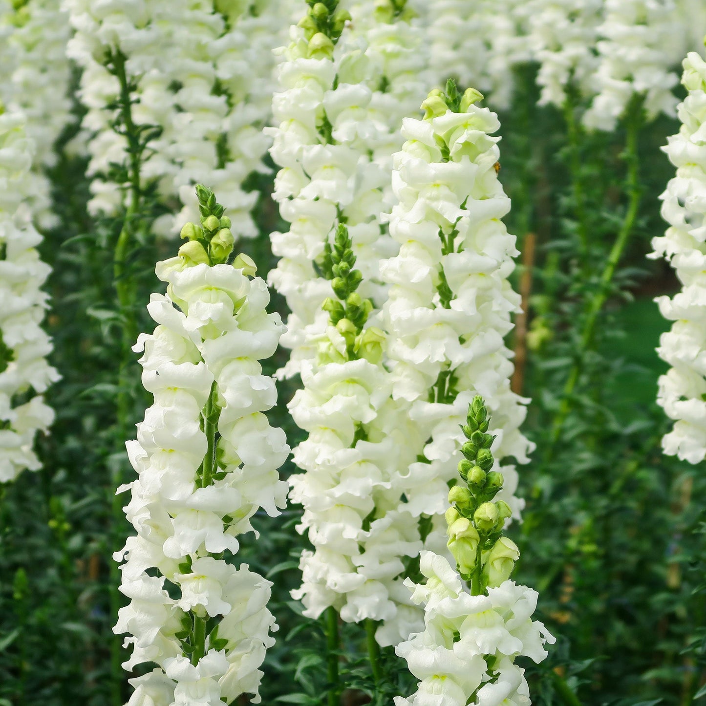 snowflake snapdragon