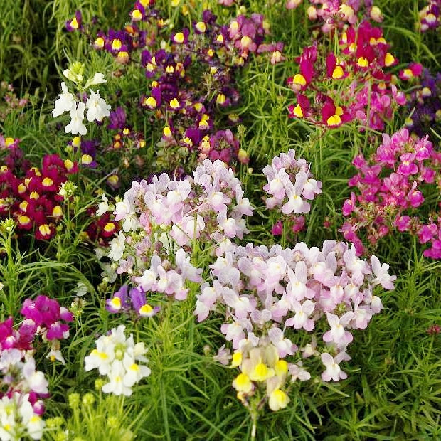 toadflax