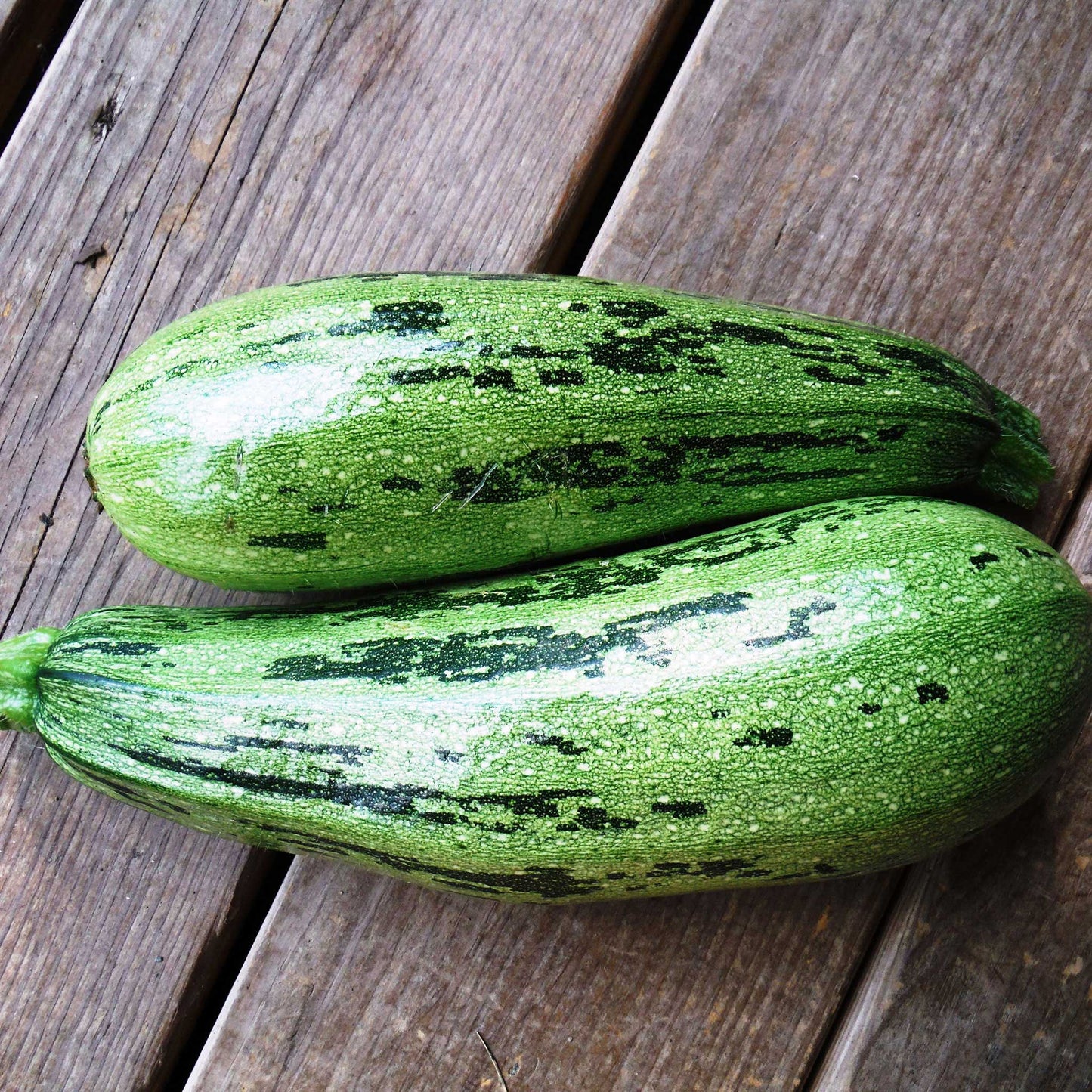 caserta squash