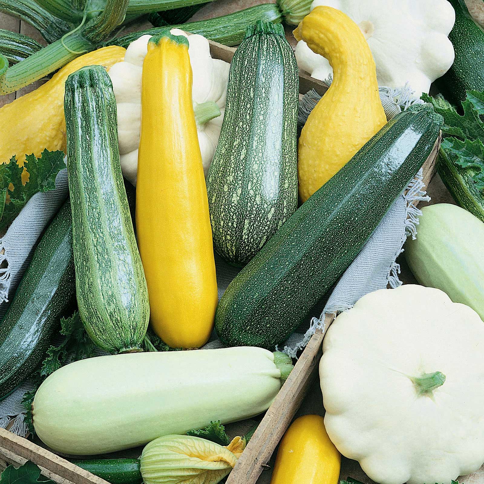 plant new seeds in the melody Bulk Squash (Summer) Seeds - Melody Blend