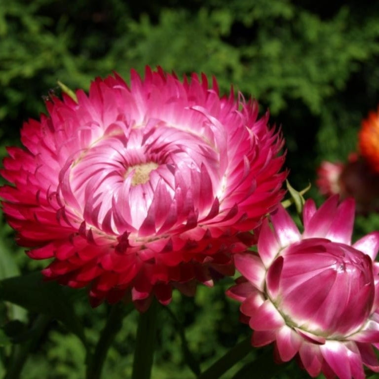 bright rose strawflower