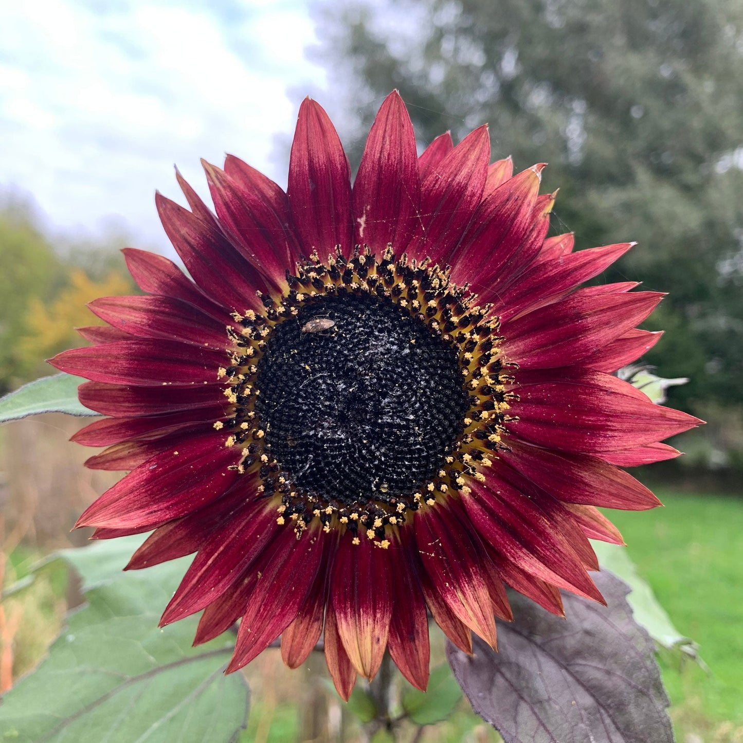 sunflower autumn beauty