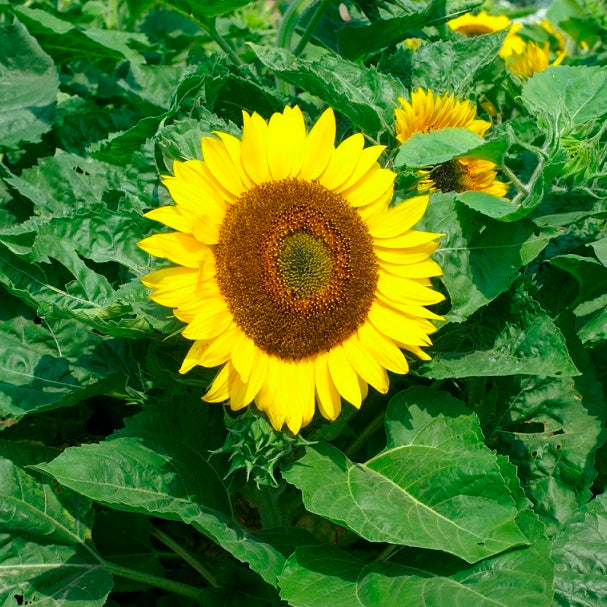bambino dwarf sunflower
