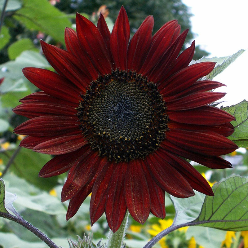 chocolate sunflower