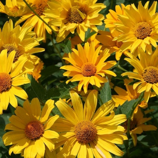 sunflower oxeye