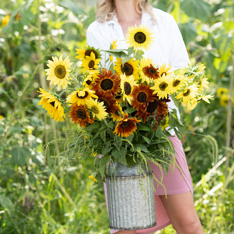 purchase sunflower seeds for planting Bulk Sunny - Sunflower Seed Mix
