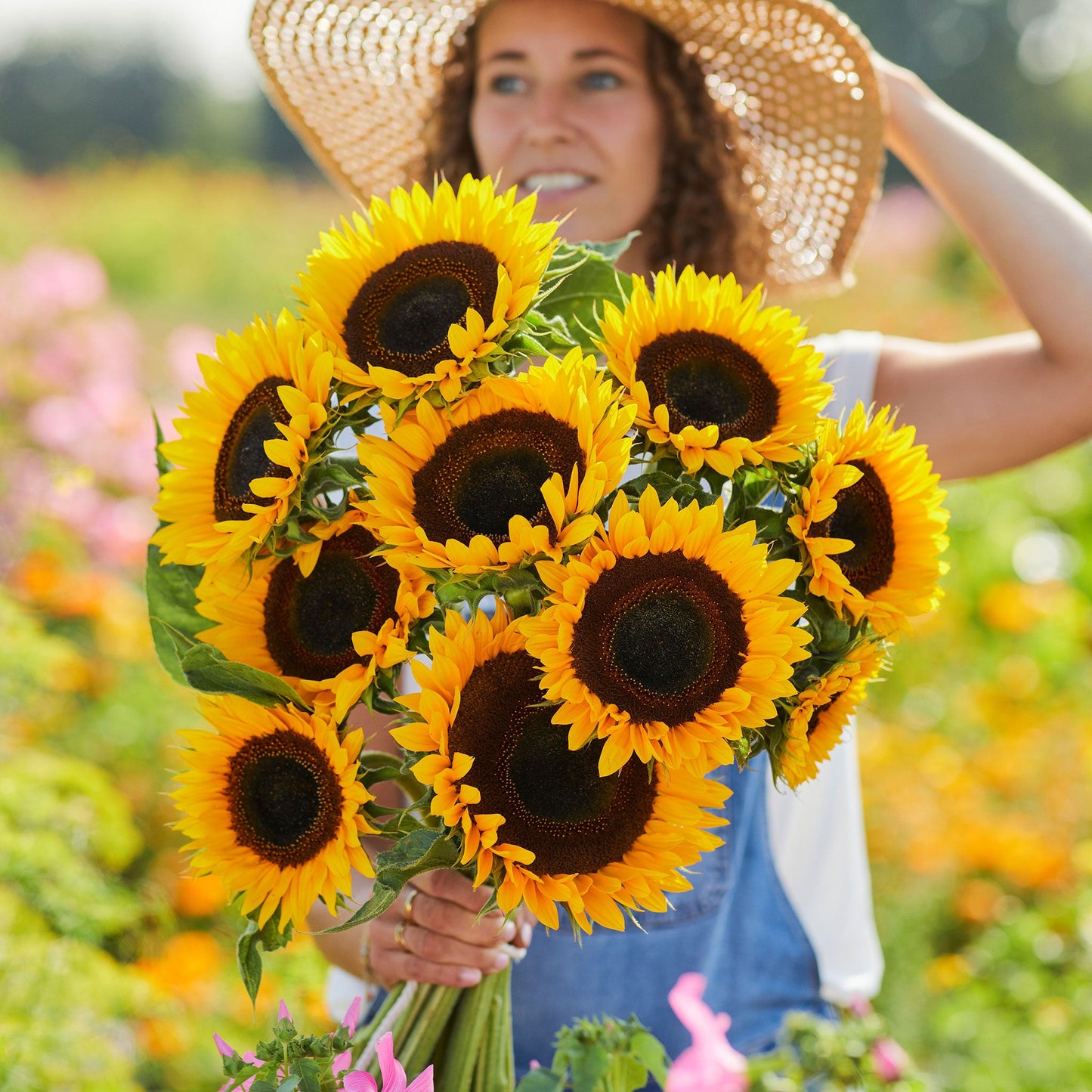 sunflower taiyo