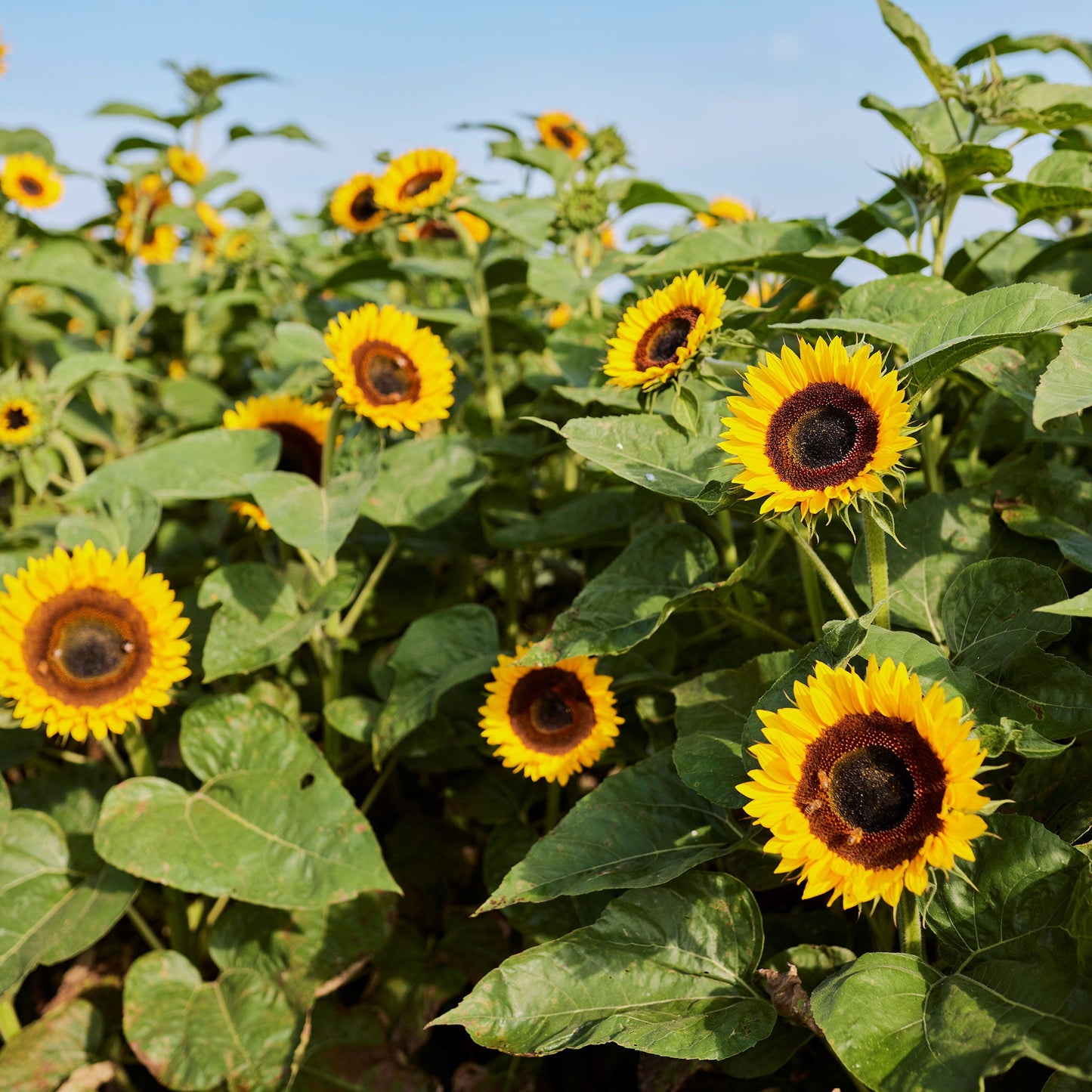sunflower taiyo