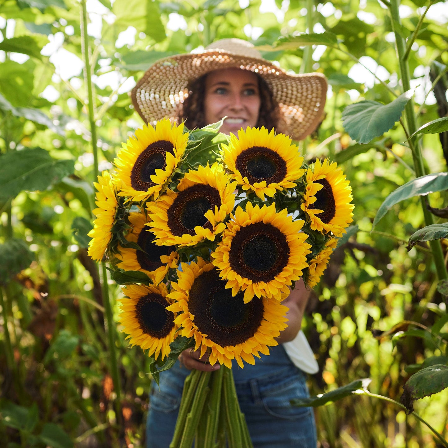 sunflower taiyo