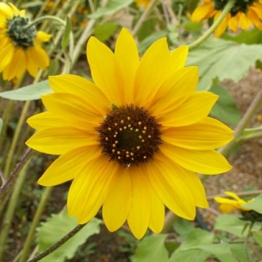 wild sunflower