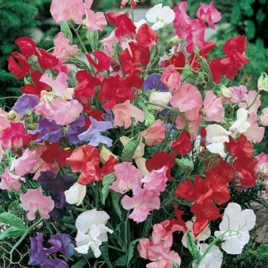 sweet pea bijou
