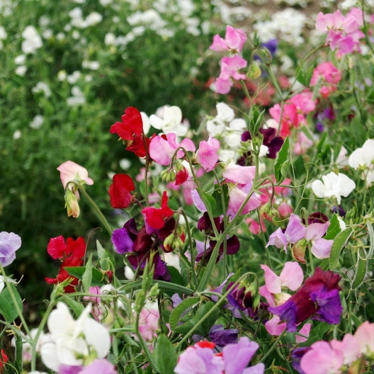 sweet pea knee high