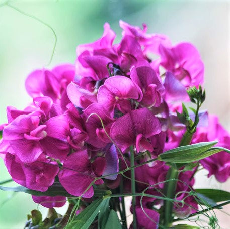 royal maroon sweet pea