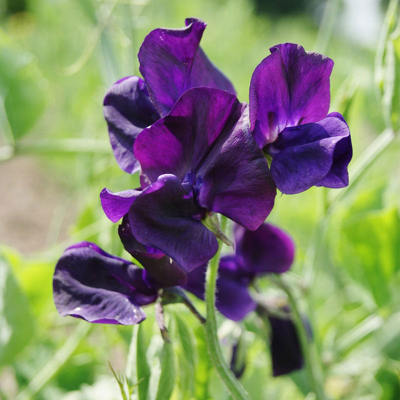 royal navy sweet pea
