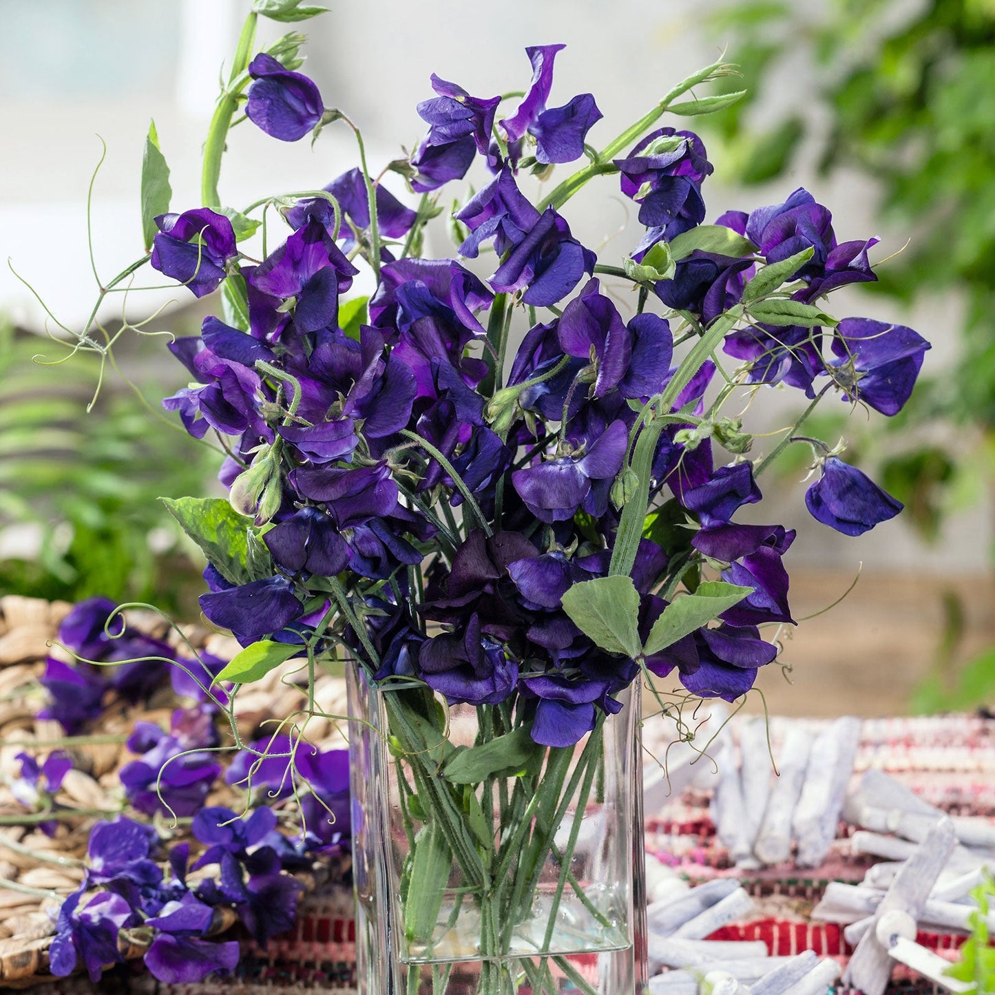 royal navy sweet pea