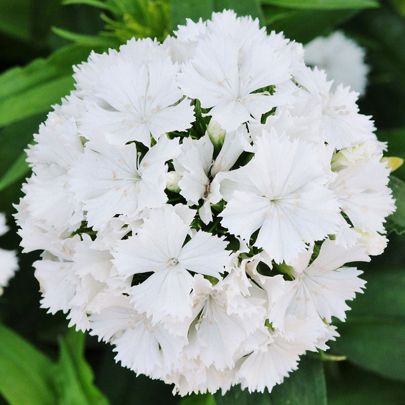albus sweet william