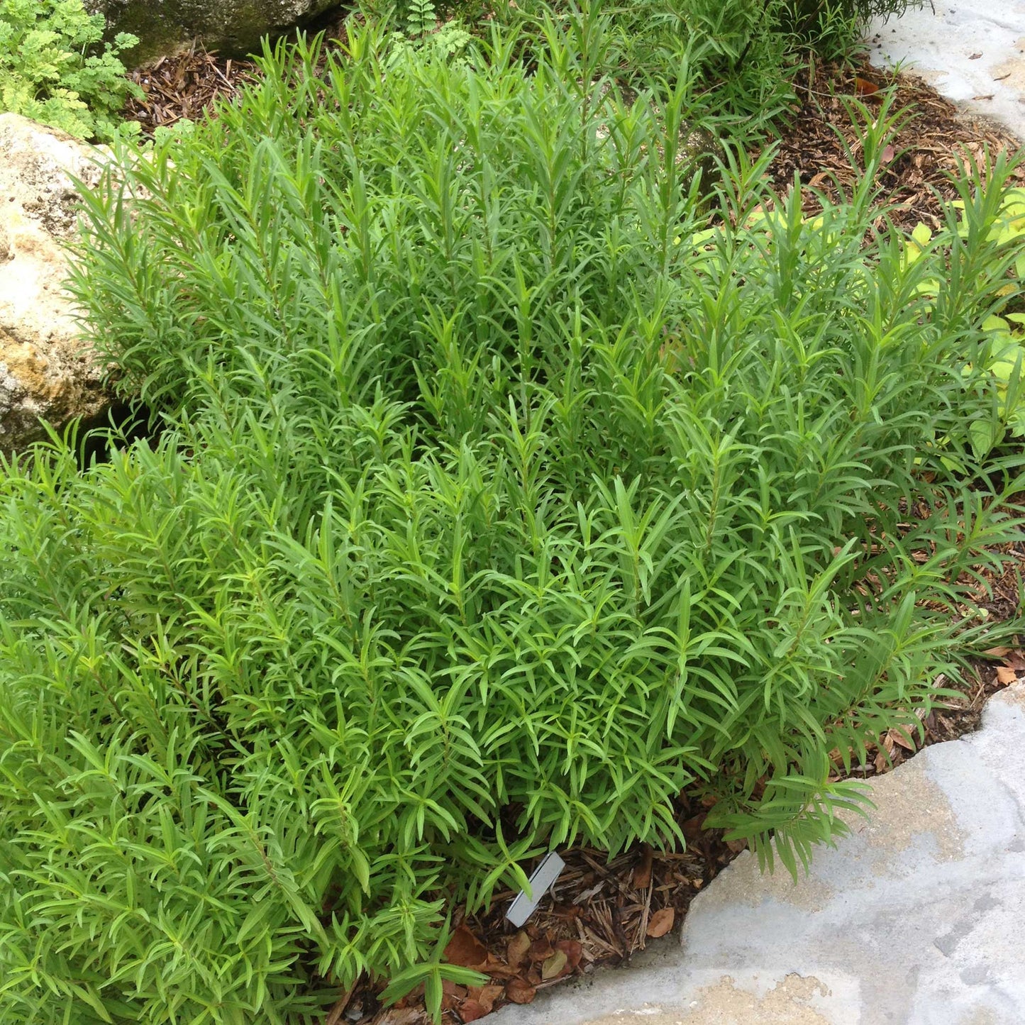 Mexican Tarragon